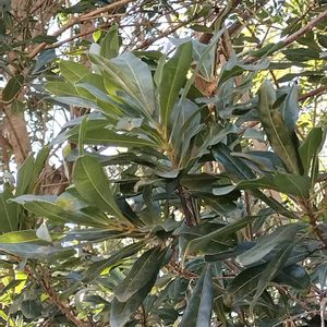 タイサンボクの画像