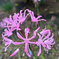 スノードロップ,スノードロップ,ダイヤモンドリリー,ダイヤモンドリリー,球根植物の画像