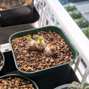 モニラリア,今日の一枚,珍奇植物,おうち園芸の画像