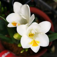 フリージア,ホームセンター,沖縄,メイクマン,納品の画像