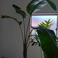 ストレリチアの画像