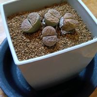 リトープスの画像