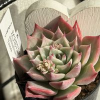 チワワエンシス,チワワエンシスYecora,セダム属,エケベリア属,多肉棚の画像