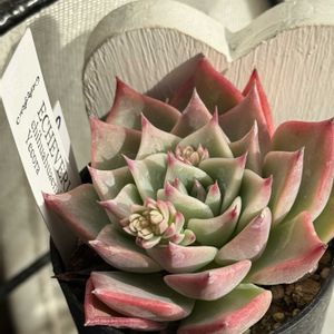 チワワエンシス,チワワエンシスYecora,セダム属,エケベリア属,多肉棚の画像