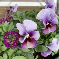 ビオラ　ファーマーズクラフト,寄せ植え,ガーデニング,花のある暮らし,ビオラ・パンジーの画像