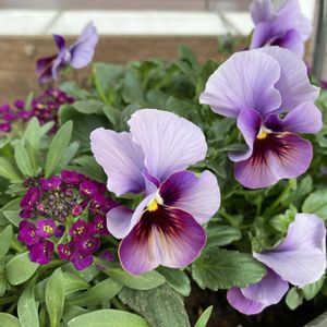 ビオラ　ファーマーズクラフト,寄せ植え,ガーデニング,花のある暮らし,ビオラ・パンジーの画像