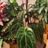 アンスリウム,アンスリウム クラリネルビウム,観葉植物,葉っぱ好き,緑が好きの画像