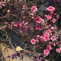 ギョリュウバイの画像