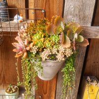 胡蝶の舞,姫秋麗,紅稚児,秋麗,ピーチネックレスの画像