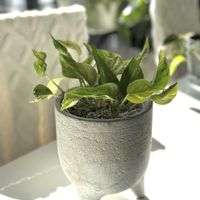 ポトス,ポトス,ポトス テルノエスプリ,ポトス テルノエスプリ,観葉植物の画像