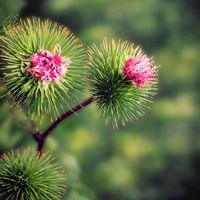 シモバシラ,ツメレンゲ,ゴボウ,ソシンロウバイ,ソシンロウバイ(素心蝋梅)の画像