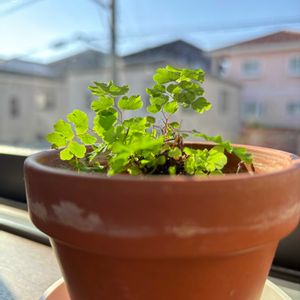 アジアンタム,ミニ観葉の画像