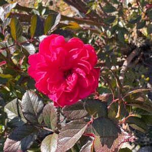 ミニバラの画像