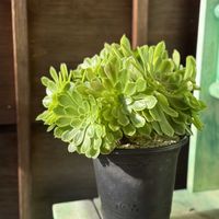 フェスティバル錦,多肉植物,アエオニウム,フェスティバル錦.shioの画像