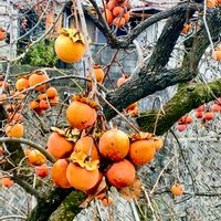 柿の木,カキ,カキ,カキ,柿(かき)の画像