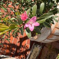 サザンクロスの画像