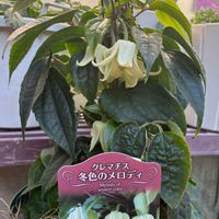 クレマチス,アイスチューリップ,アイスチューリップ,クレマチス  冬色のメロディ,ガーデニング初心者の画像