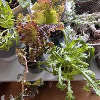 水菜,春菊,観葉植物達,サニーレタス,成長記録の画像