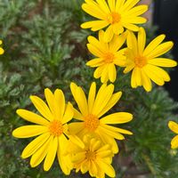 マーガレット,小さな庭の画像