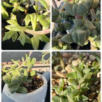 碧魚連,レーマニー,ドルフィンネックレス,トトの日,B型の画像