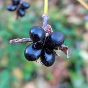 シロヤマブキ,白山吹,雑草,山野草,野草の画像