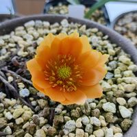 フクジュソウ,山野草,サンルーム,窓辺,テラスの画像