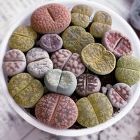 リトープス,リトープス,多肉植物,多肉多肉多肉,青森県(*´˘`*)だーい好き❣❣の画像