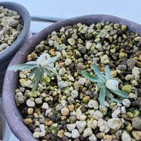 セツブンソウ,セツブンソウ,球根植物,山野草,サンルームの画像