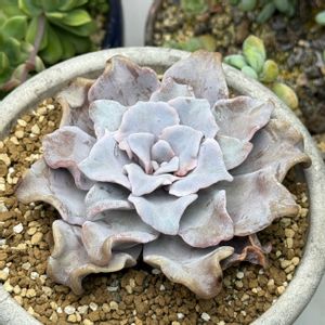 クリスペートビューティー！,クリスペートビューティー！,多肉植物,エケベリア属,多肉大好きの画像