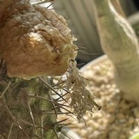 パキポディウム・ラメリー,ウンカリーナ,アロマティカス斑入り,カマキリ,GSのみなさんに感謝♡の画像