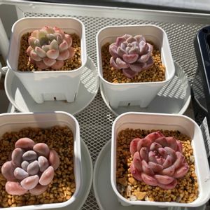 エケベリア,チワワリンゼ 桃太郎,オウンスロー,ブルーサプライズ,タイニーバーガーの画像