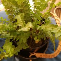 タマシダの画像