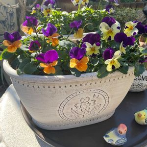 ネモフィラ,ビオラ,多肉植物,多肉植物の紅葉,ビオラ・パンジーの画像