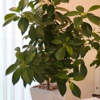 コーヒーの木,レモンの実,フィカスナナ,観葉植物,植木鉢の画像