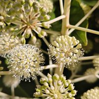 ヤツデ,花のある暮らし,花自慢,花中毒,ヤツデの花の画像