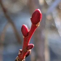 オヤマボクチ,オヤマボクチ,ゴボウ,ウラジロ,ヤマゴボウの画像