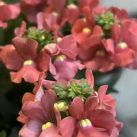 デージー,デージー,ネメシア,マーガレット,マムの画像