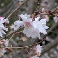 イヌマキ,ギンバイカ(マートル),ノシラン,アカシア デアネイ,ジュウガツザクラ(十月桜)の画像