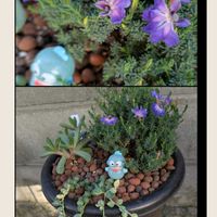 ツワブキ,エンジェルティアーズ,桜波,トトの日,土曜日は紫の花の画像