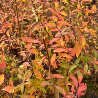 ユキヤナギの画像