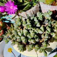 姫笹,碧魚連,サルメントーサ,ディスキディア,クラッスラ属 サルメントーサの画像