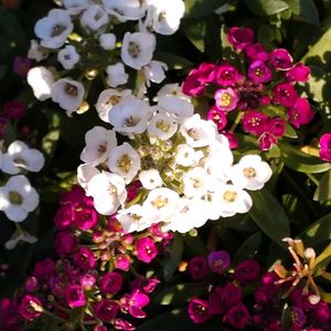 スーパーアリッサム,スーパーアリッサム,地植え,玄関アプローチ,庭の画像