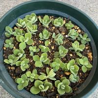 アロマ ティカス,葉挿しの画像