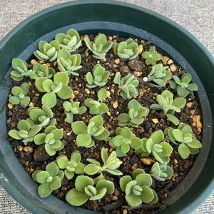 アロマ ティカス,葉挿しの画像