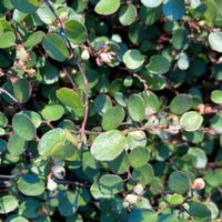 ワイヤープランツの画像