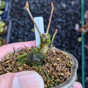 コナラ,盆栽,ミニ盆栽,盆栽苗木,まめ盆栽の画像