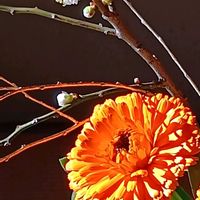 ウメ,キンセンカ,青空の下,乙女色クラブ,花咲く乙女たち♡の画像