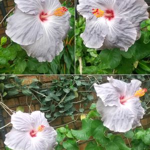 ハイビスカス,ハイビスカス,ハイビスカス,ハイビスカス ミセスユミ,温室の画像