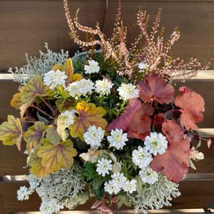 イベリス,イベリス,ハツユキカズラ,ハツユキカズラ,ヒューケラの画像