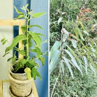 ユーカリ,ユーカリ,レモンマートル,レモンユーカリ、,レモンユーカリ、の画像